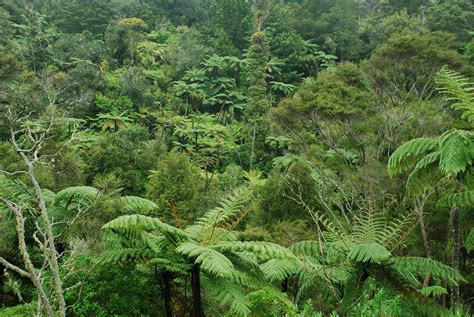 New Zealands Subtropical Rainforest Near Waiwera North I Flickr