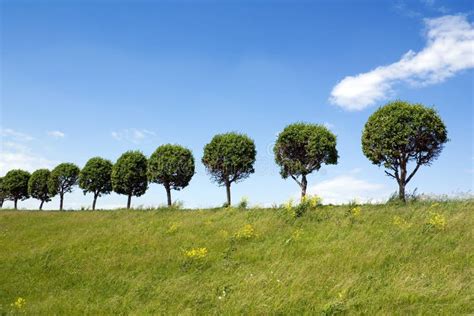 Trees In A Line Stock Photo Image Of Harmony Field Land 5772226