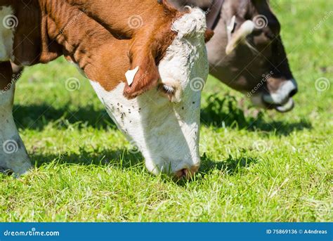 Brown White Cattle Cows Graze At Fresh Green Meadow Stock Photo Image