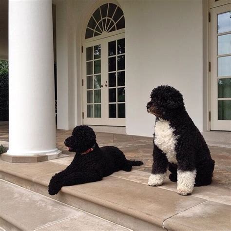 The former first lady shared the heartbreaking news that bo had passed away on may 8. First Lady Michelle Obama tweets photo of First Dogs ...