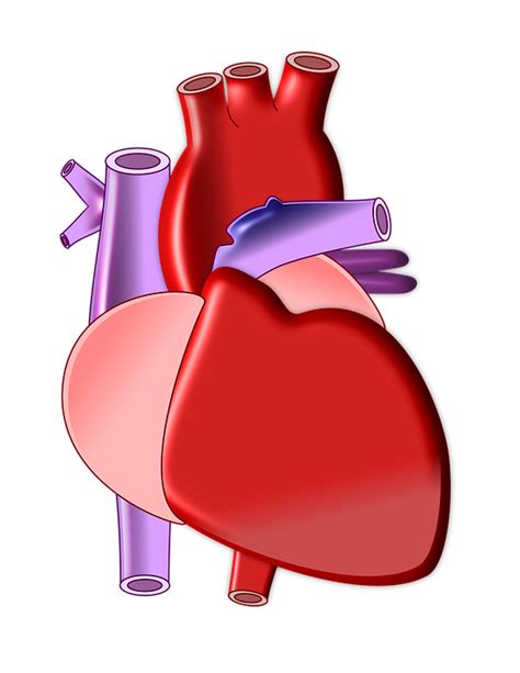Heart Biology Organ · Free Image On Pixabay
