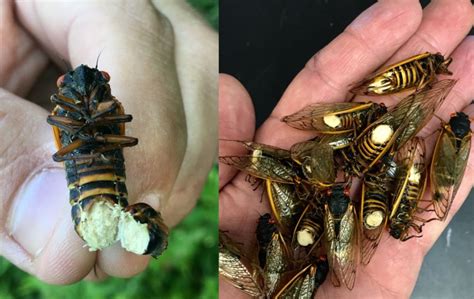 This Fungal Hallucinogen Makes Cicadas Orgy Til Their Butts Literally