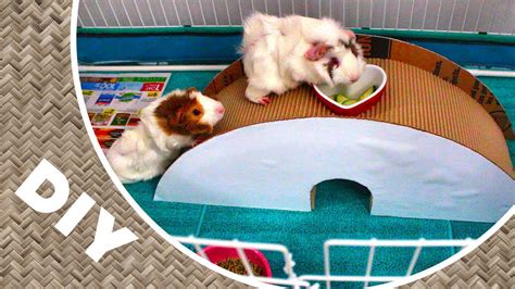 Fun Guinea Pigs Toy Diy Tunnel Bridge For Playtime Youtube