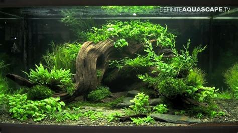Ada designs and develops products of aquarium, lighting and co2 supply system to propose nature aquarium where tropical fish swimming in densely. Aquascaping - The Art of the Planted Aquarium 2013 XL pt.2 ...