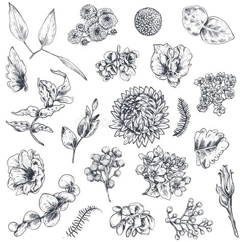Collection Of Hand Drawn Flowers And Plants Monochrome Vector
