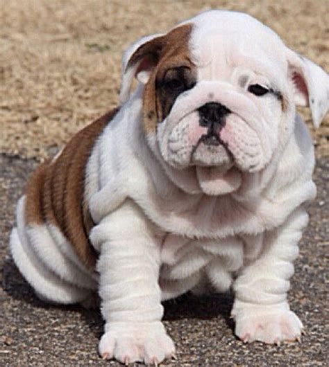345 Best Images About English Bulldogswrinkles♥ On Pinterest