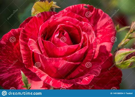 Beautiful Flower Of Red Rose Young Buds Stock Photo Image Of Floral