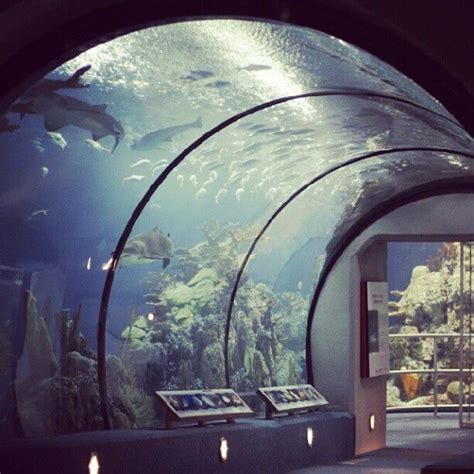 Complete with accommodations, a golf course, and science center, moody gardens combines recreation with an extensive collection of zoo and aquarium exhibits. Moody Gardens - Galveston, TX | Moody gardens, Houston ...