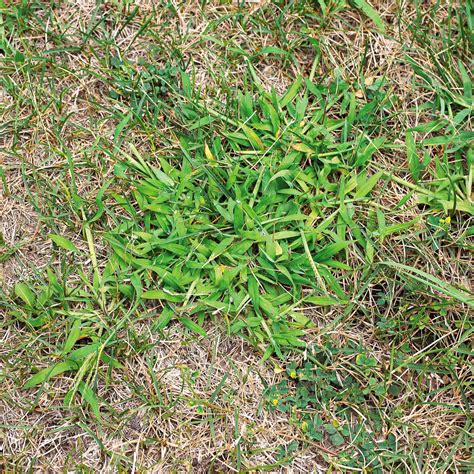 How To Identify Weeds In Your Garden Fasci Garden