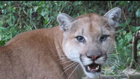 Video Cougar Trap Set On Protection Island As Anxious Residents Play