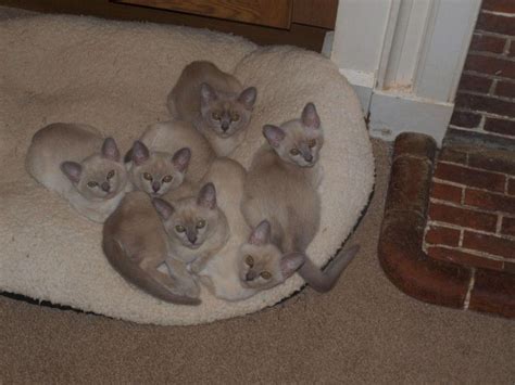 Burmese Cats For Sale Texas 249 Tx 236332 Petzlover
