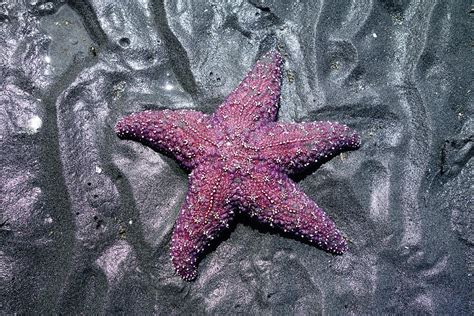 Purple Starfish Photograph By Michael Logsdon Fine Art America