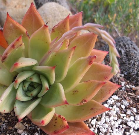 An Echeveria Agavoides Hybrid Currently At 8 Dia Hill Balcony In