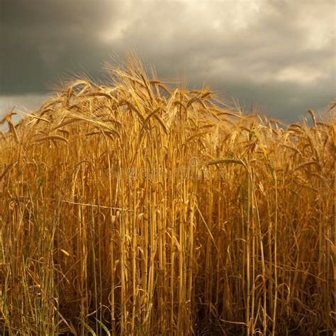 Barley Crop In Lincolnshireengland Stock Image Image Of Production