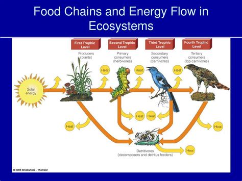 62 Presentation Energy Flow In And Ecosystemppt Energy Flow In An 27d