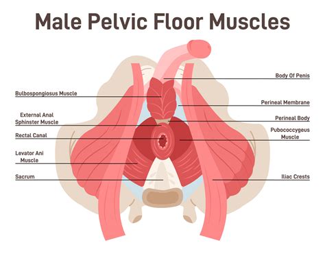 How Men Can Identify And Treat Pain From Pelvic Floor Dysfunction