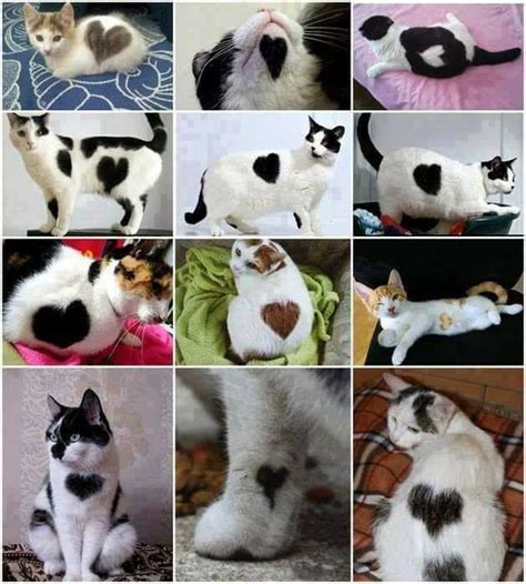 Pin By Theresa Dieck On Birthmarks Cuddly Animals Cats Cite Animals