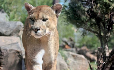 Cougar Close Up Free Stock Photo Public Domain Pictures