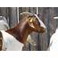 Australian Boer Goat – Cluny Livestock Exports Pty Ltd