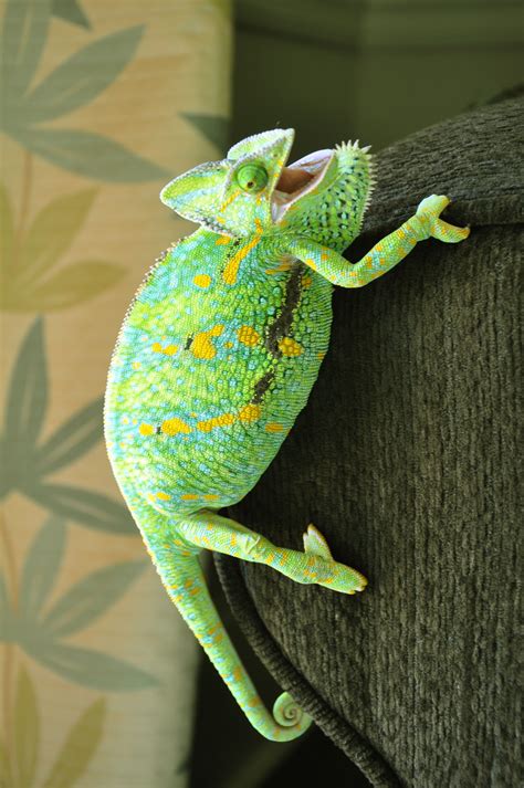 Pin By Blue Fox Designs On My Wild Kingdom Veiled Chameleon Chameleon Chameleon Lizard