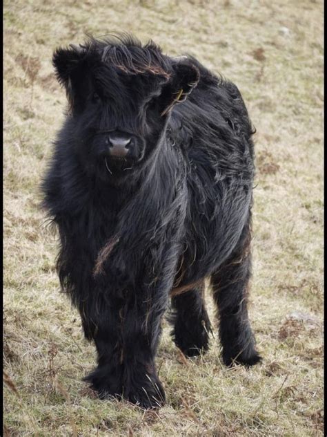 Scottish Black Highland Cow Cute Animals World Scottish Highland