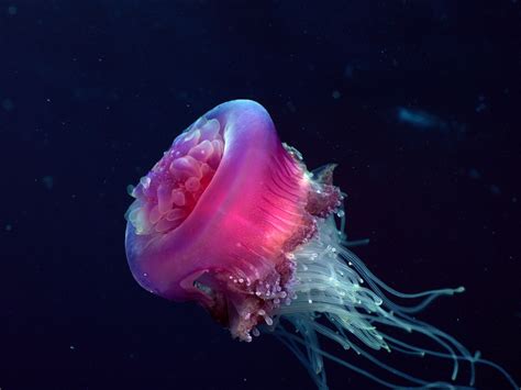 Beautiful Deep Sea Creatures Beautiful Animals Safaris Beautiful