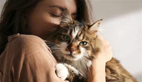 Conozca El Significado De Los Extraños Sonidos Que Emiten Los Gatos