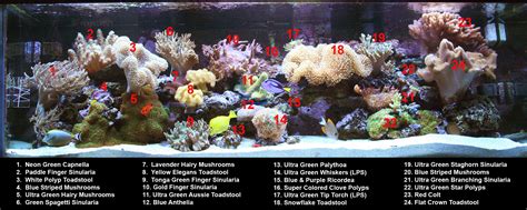 Ultra Green Star Polyps Soft Coral Tank Raised Soft Coral