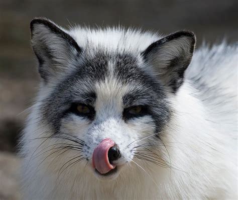 Arctic Marble Fox Fur Color Resulted From Humans Breeding Animals For