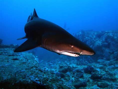 4th Feburary 2016 Manta Arch Perfect Habitat For Grey Nurse Sharks