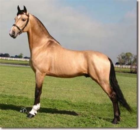 Worlds Most Beautiful Horse Breeds From Around The World Hubpages