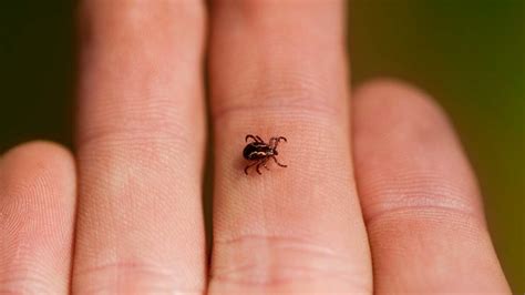 How A Tick Bite Can Affect Your Health Consumer Reports