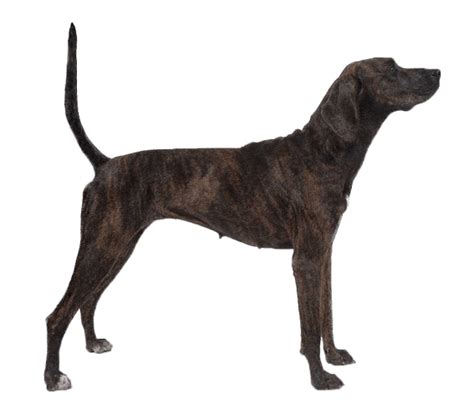 Treeing Tennessee Brindle Dog Breed Facts And Information Wag Dog
