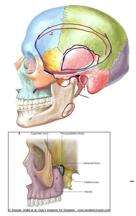 Diagrama Para Anatomia Cr Nio Vista Lateral Quizlet