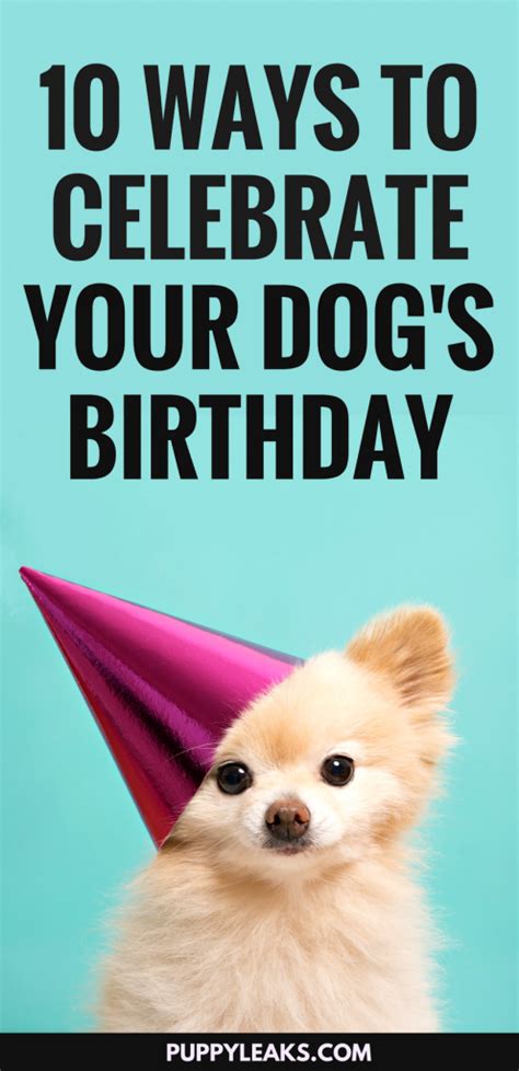 10 Fun Ways To Celebrate Your Dogs Birthday Puppy Leaks