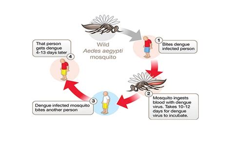 Dengue fever begins with a sudden high fever, often as high as 105°f (40.5°c), 4 to 7 days after the infection. Common things about Rainy season epidemic- Dengue
