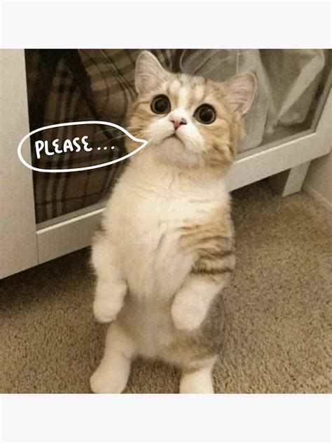 Please Cat Meme Sticker For Sale By Laflaf111 Redbubble