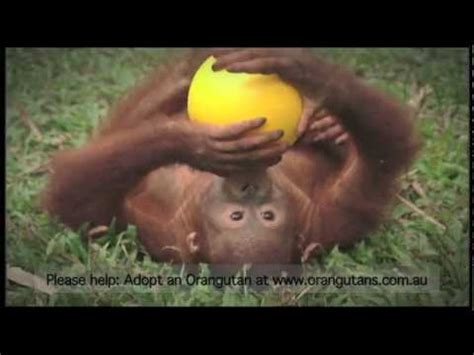 The bornean orangutan differs in appearance from the sumatran orangutan, with a broader face and shorter beard and also slightly darker in color. Adopt an Orangutan with Borneo Orangutan Survival ...