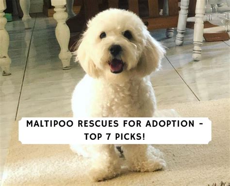 Maltipoo Rescues For Adoption Top 7 Picks 2022 We Love Doodles