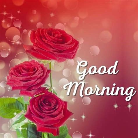 Top 999 Good Morning Red Rose Images Amazing Collection Good Morning