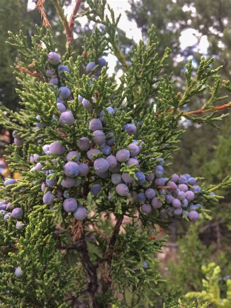 All About Juniper Berries A Very Tasty Spice Backyard Forager