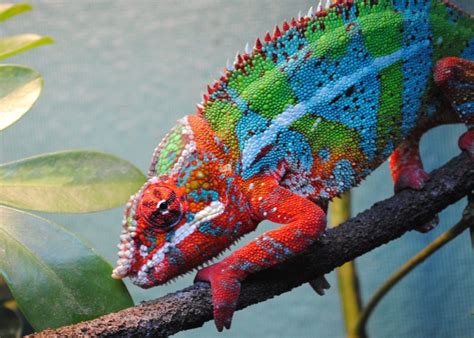 How Big Do Chameleons Get Mypetcarejoy