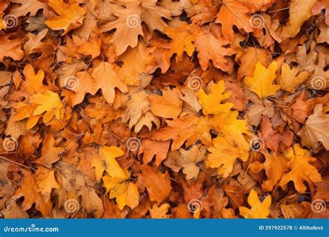 Oak Trees Autumn Leaves In Close Focus Stock Photo Image Of Scenery