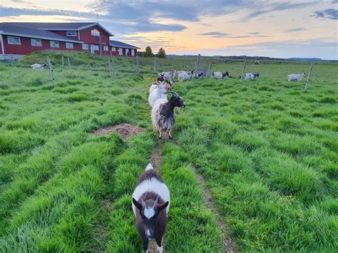 Skálatjörn Visit The Icelandic Goat Visit South Iceland