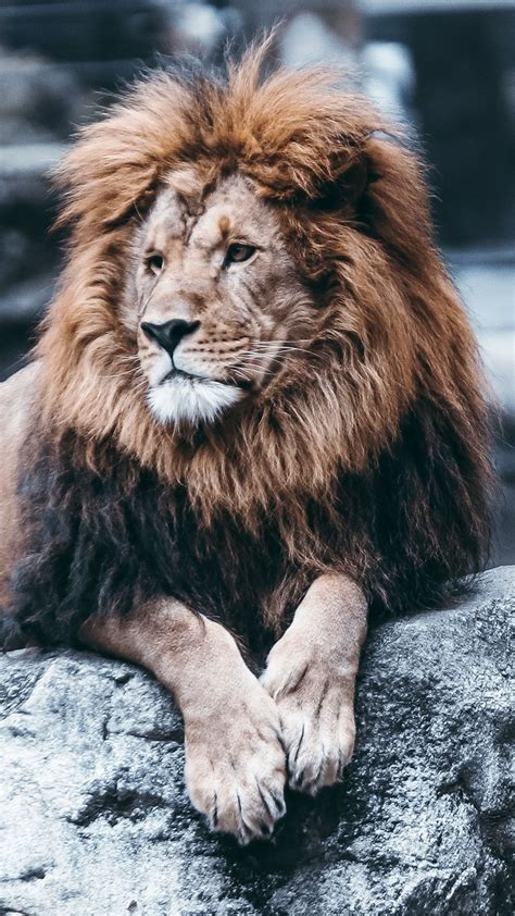 You can also upload and share your favorite lion iphone wallpapers. Lion iPhone Wallpapers - Wallpaper Cave
