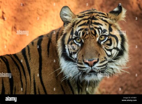 A Portrait Of A Sumatran Tiger In A Zoo Stock Photo Alamy