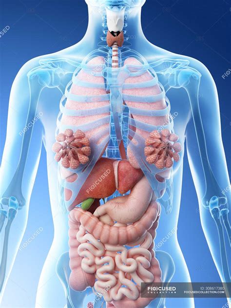 Human Body Internal Organs Diagram