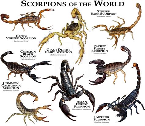Scorpions Of The World Poster Print Etsy Singapore