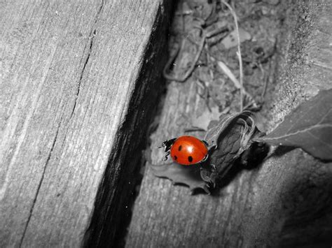 Lady Bug Insect On Wood Hd Wallpapers