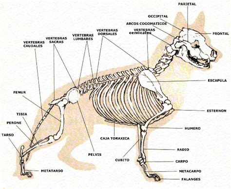 Cosas De Perros Anatomia Del Perroconoce A Tu Perro Mas A Fondo
